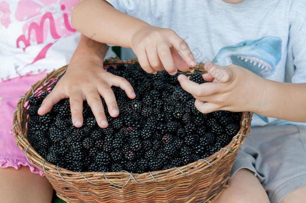 男孩夏季收集采摘幼儿外面的人黑莓水果<strong>食品</strong>高加索<strong>儿童</strong>童年浆果