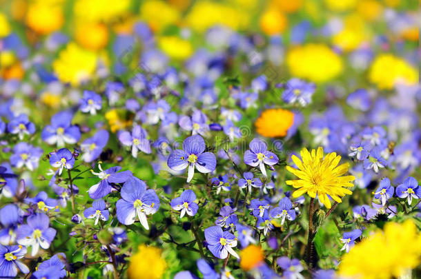 蓝色和黄色花朵的花卉背景