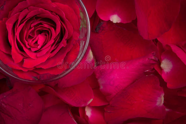 杯子里的一朵红玫瑰