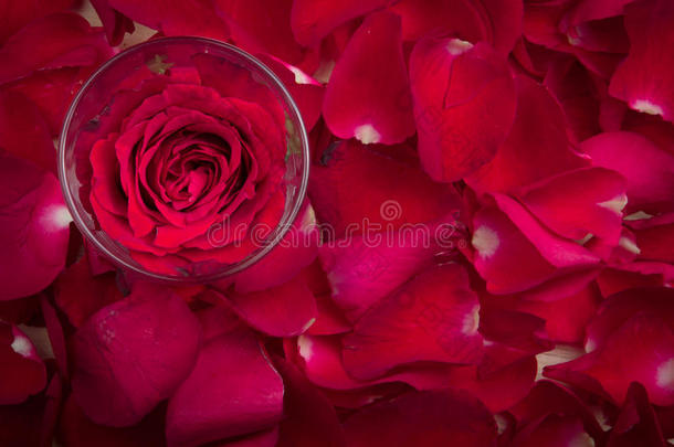 玻璃里的一朵红玫瑰