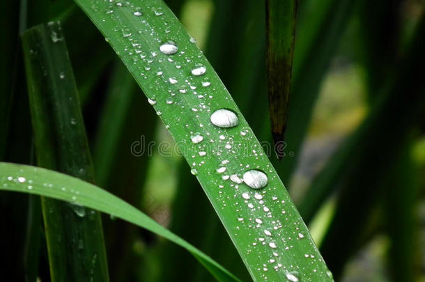 一滴水落在草叶上