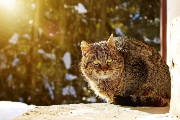 冬天猫坐在门廊上