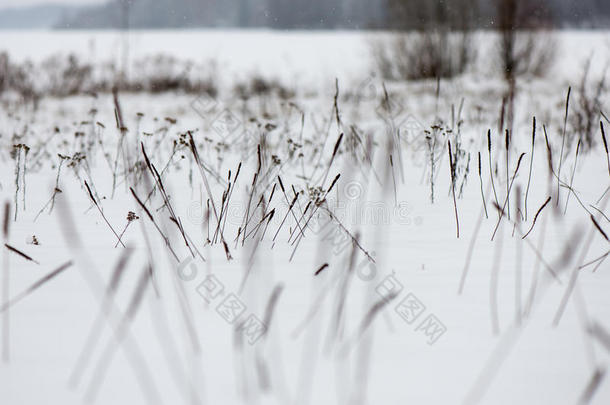 冻结的抽象树枝和草