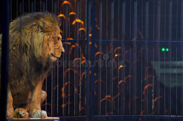 笼子里的马戏团狮子肖像