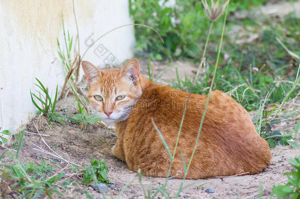 可爱的猫回头看