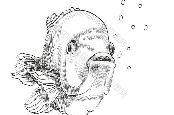 鱼的素描