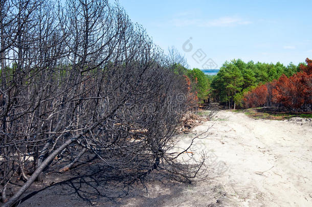 一片又一片的森林和烧毁的树木