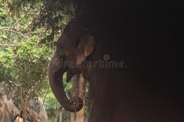 黑暗到光明的野生动物大象图片