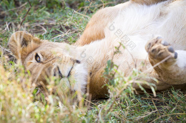 可爱的<strong>小狮</strong>子在大草原的草地上玩耍