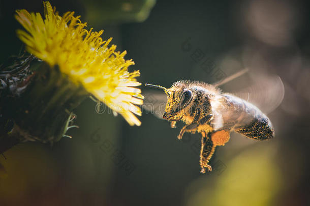 欧洲蜜蜂蜜蜂蜜蜂采集花粉