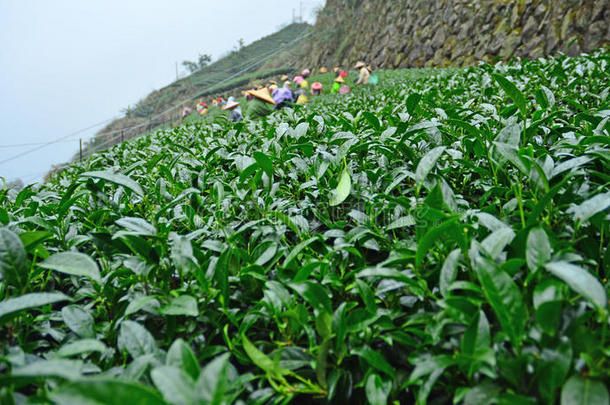 阿里山茶园