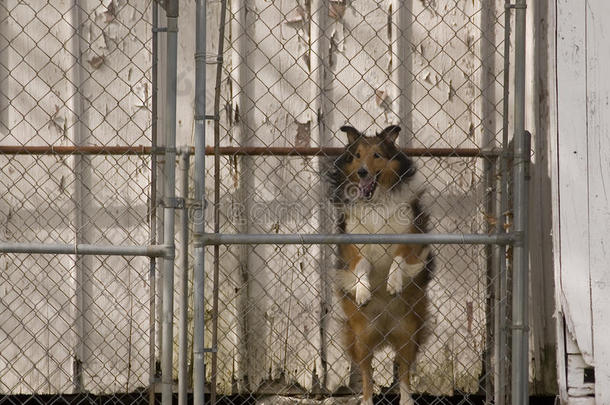 剥皮吠声弹跳犬科动物狗