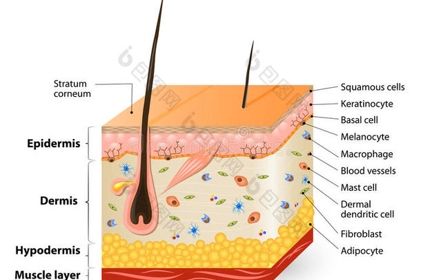 不同的细胞类型填充皮肤