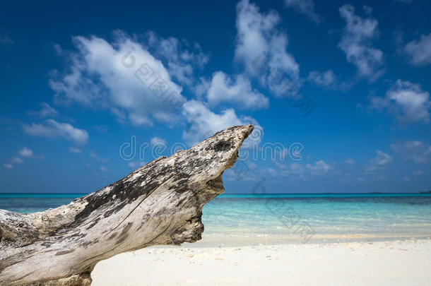 天堂岛白沙滩上的枯木
