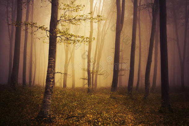 在雾蒙蒙的秋日里的童话森林