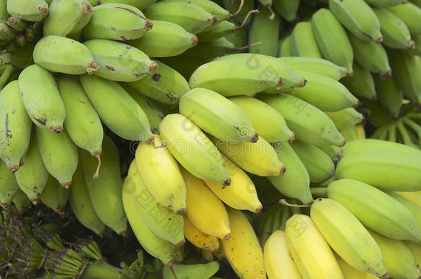 刚在泰国汉丰省收获的新鲜香蕉。