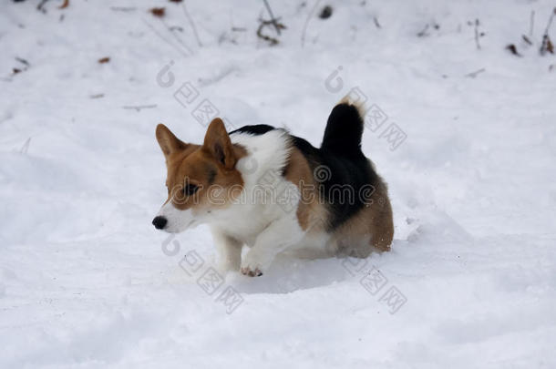 在雪地里玩耍