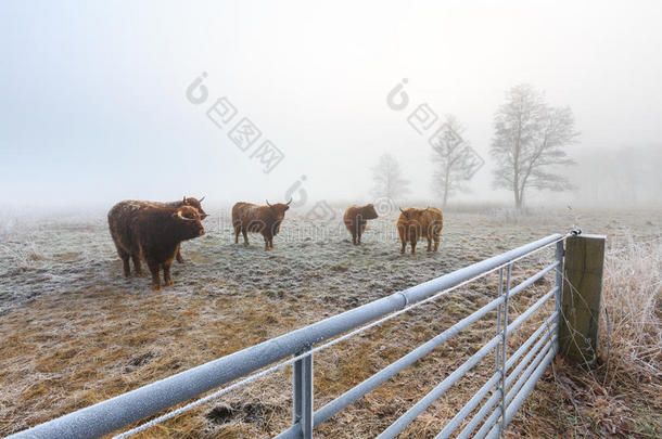 农业动物背景牛寒冷的