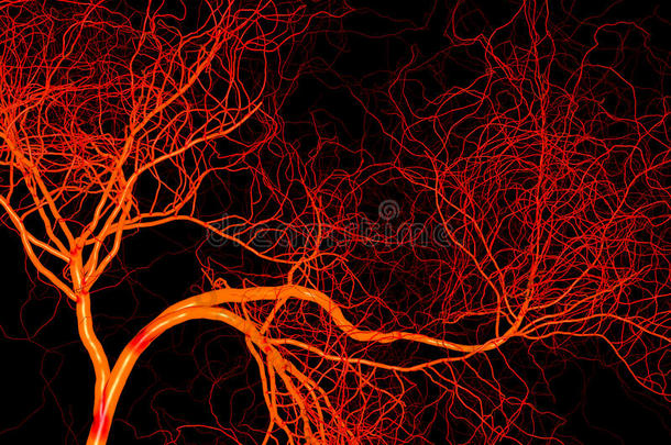 神经系统或血液系统。医学插图