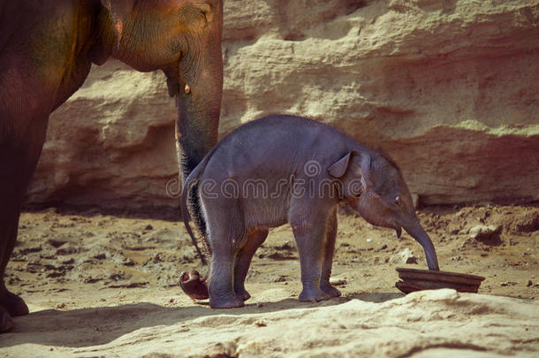 母亲和她的小象