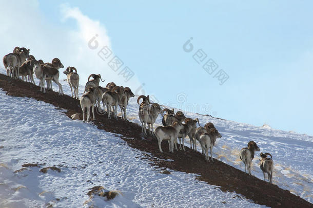 一群羊马可波罗在度假。 马可波罗在山坡上。