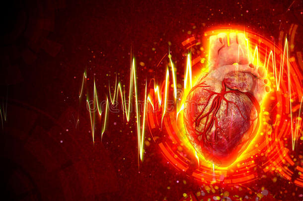 三维显示了人类心脏的医学插图