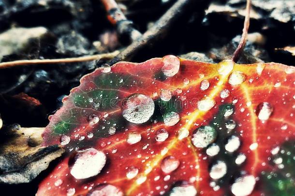 秋雨