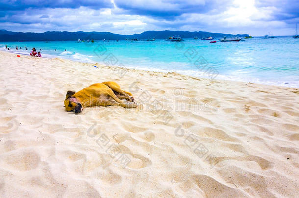 狗在绿松石的大海和暴风雨云的背景下快乐地睡在海滩上