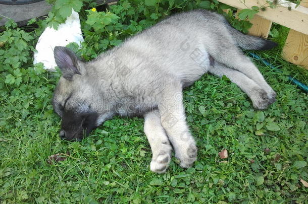 狗做梦麋鹿草猎犬