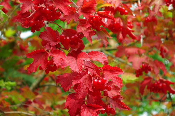 蔓越莓灌木<strong>鲜红</strong>的叶子和水果秋天的自然背景