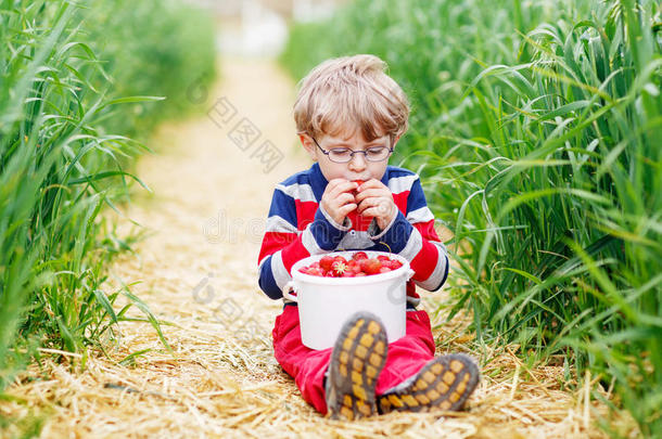 可爱的小男孩戴着眼镜，摘草莓，吃草莓