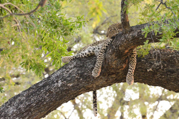 非洲的意识到的博茨瓦纳三角洲豹子