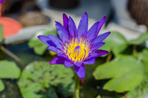 池塘里美丽的紫色水花或莲花