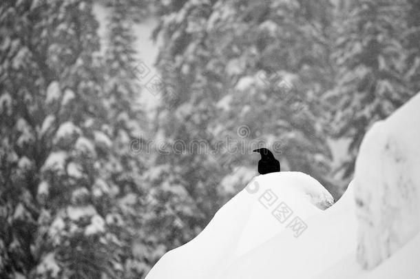 冬天降雪时乌鸦