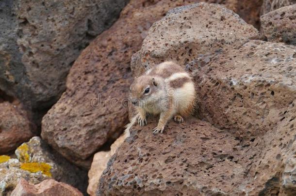 一只警惕的芭芭拉地松鼠在岩石上