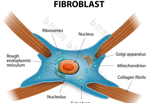 成纤维细胞的结构