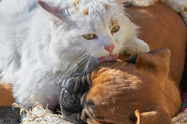 和动物拳击手猫同事