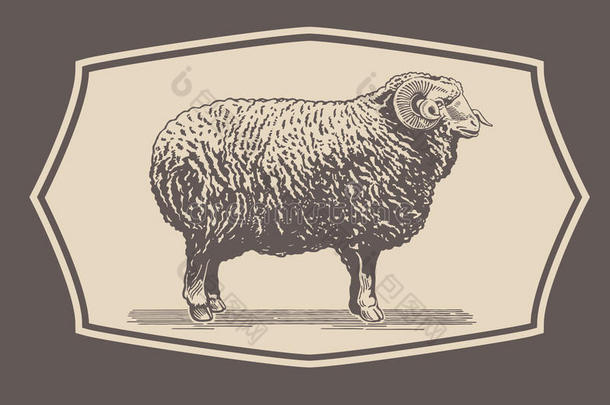 图形公羊，绵羊