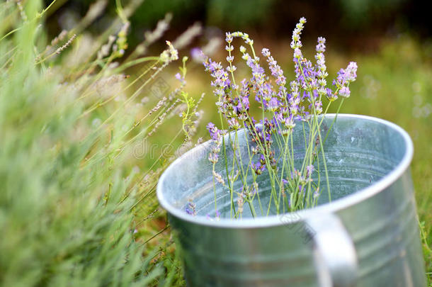 芳香芳香的美女水桶装饰