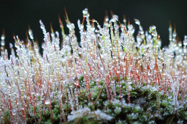 冻霜在苔藓孢子体，威尔士，英国