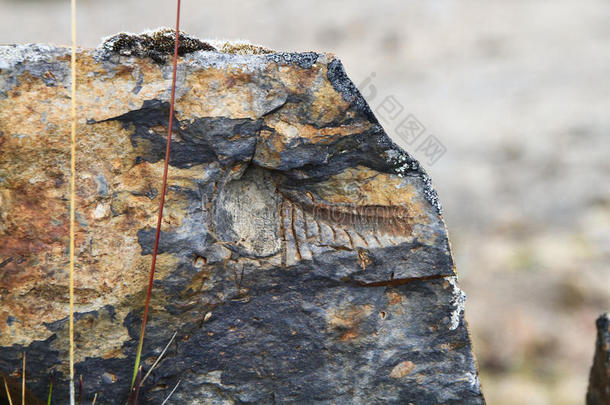 古老的化石在15，000英尺的海拔，科迪勒拉亚什，秘鲁