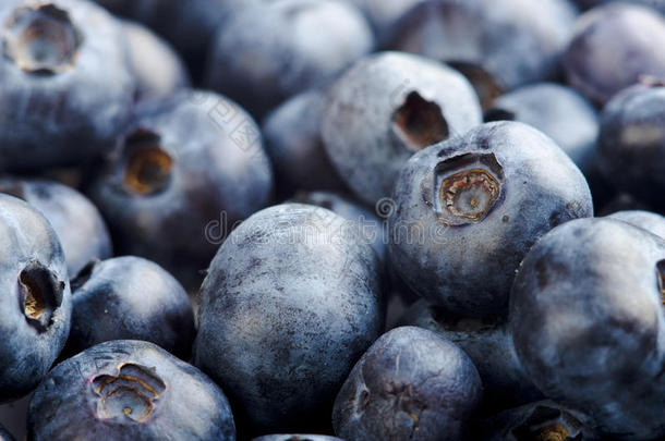 新鲜采摘的蓝莓背景