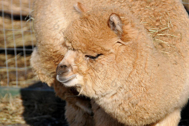 羊驼是南美骆驼科的一个驯化种。它在外观上像一个小的美洲驼。羊驼成群地饲养