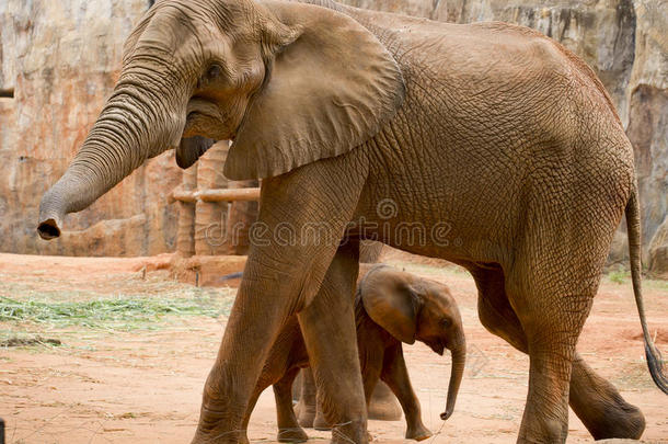一只年轻的大象就在一只成年的大象旁边。