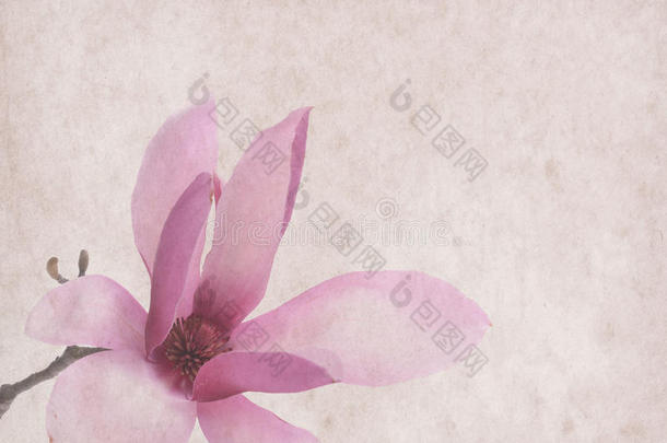 旧纸上的粉红色玉兰花