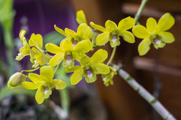 树状花序，