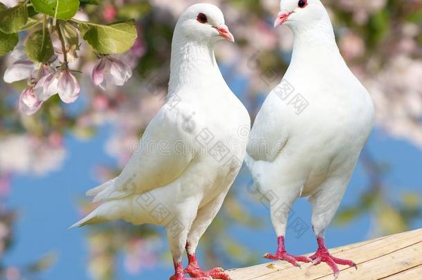 花丛背景上的两只白鸽