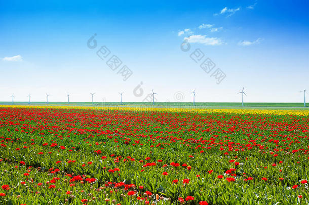 郁金香花行和风车的野外景观