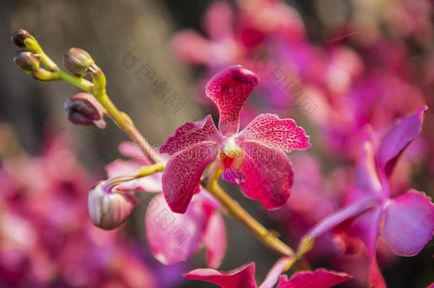 美丽的紫兰花树