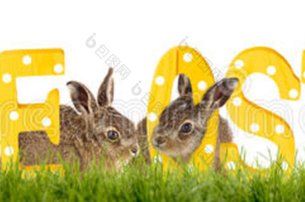 复活节兔子祝复活节快乐